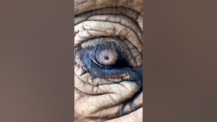 elephant eyes#shots #shortvideo #shortsfeed #foryou