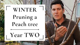 Winter pruning a peach tree | Year TWO 🍑🍑🍑 Removing unwanted growth & establishing branch structure