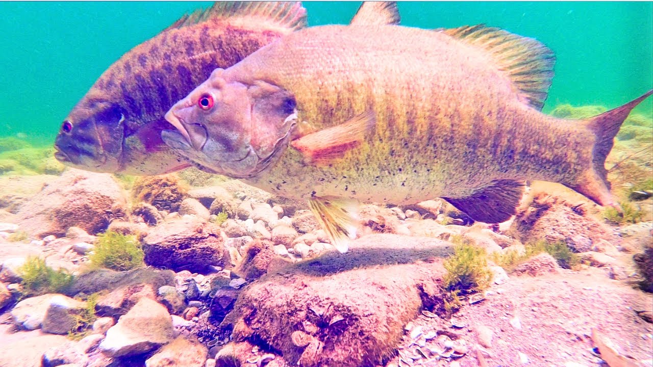 BIG Spawning Smallmouth Bass have a BIG problem (Underwater Footage)