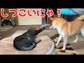 ボス猫クロに毎日色んな手段で挑み続ける柴犬 shiba inu