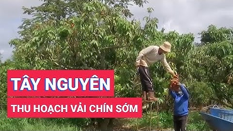 Nông dân Tây Nguyên vui mừng thu hoạch mùa vải chín sớm