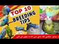 Top 10 Budgies Tips For Beginners | یہ ویڈیو دیکھیں ایک ہفتے میں انڈے بچوں کی لائن | Fly Factz