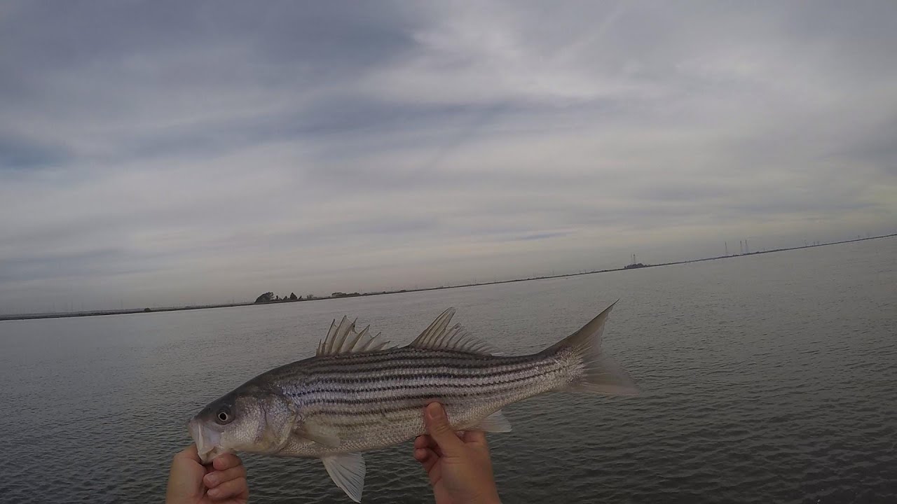 11.11.25 Fall Striper fishing Brannon island/Delta/Rio Vista