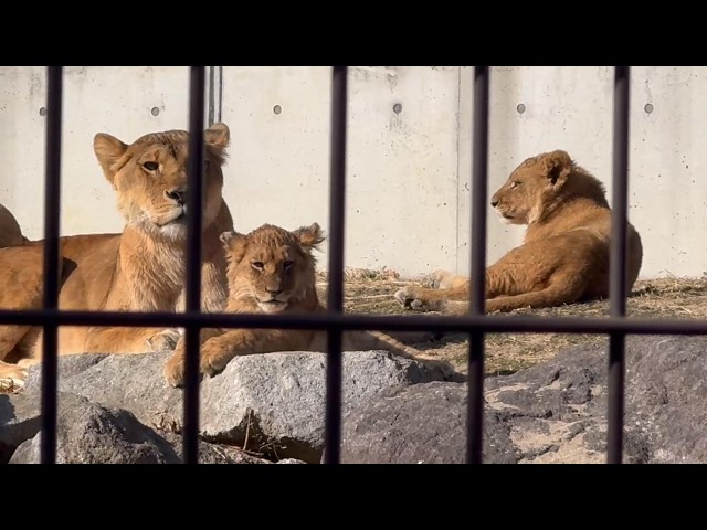 番外編 家族でまったりの時間【番外編】【豊橋総合動植物公園のんほい