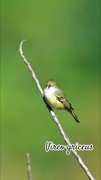 burung unik berjambul sepintas mirip burung sirtu #birds #thebirdsonggroup #birdsounds #nature