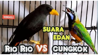 CUNGKOK  VS RIO RIO || SUARA EDAN  BIKIN GEGER  berjedah