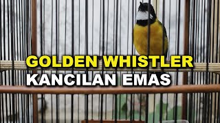 KICAUAN GOLDEN WHISTLER ASLI PULAU JAWA