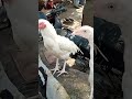 Lalukhet murga mandi Hira aseel #foryoushorts #foryou #aseel #murga #rooster