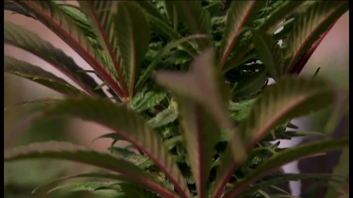 Virginia lawmakers weigh new marijuana fines as part of state budget proposal