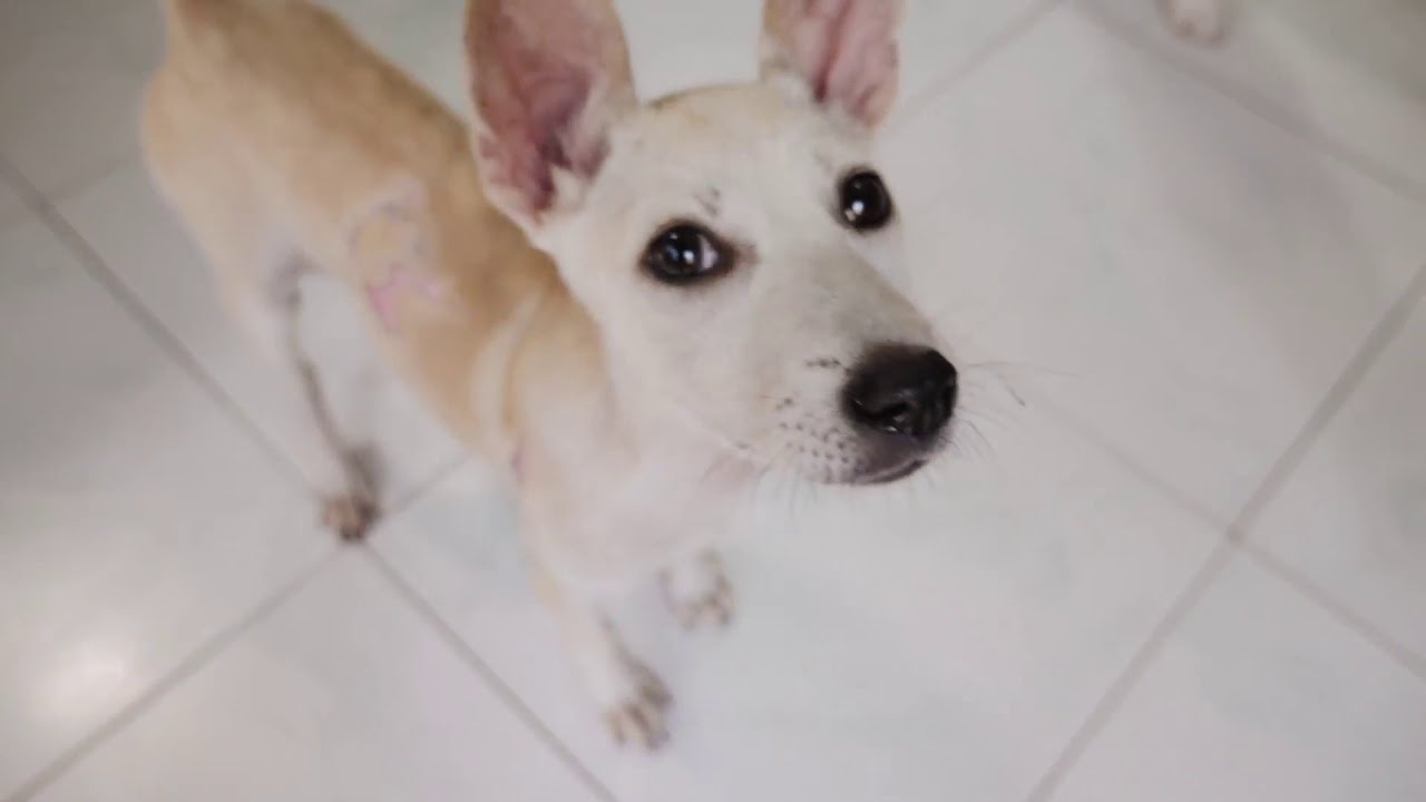 BALI LOST DOG SHELTER Documentary YouTube BALI LOST DOG SHELTER Documentary YouTube