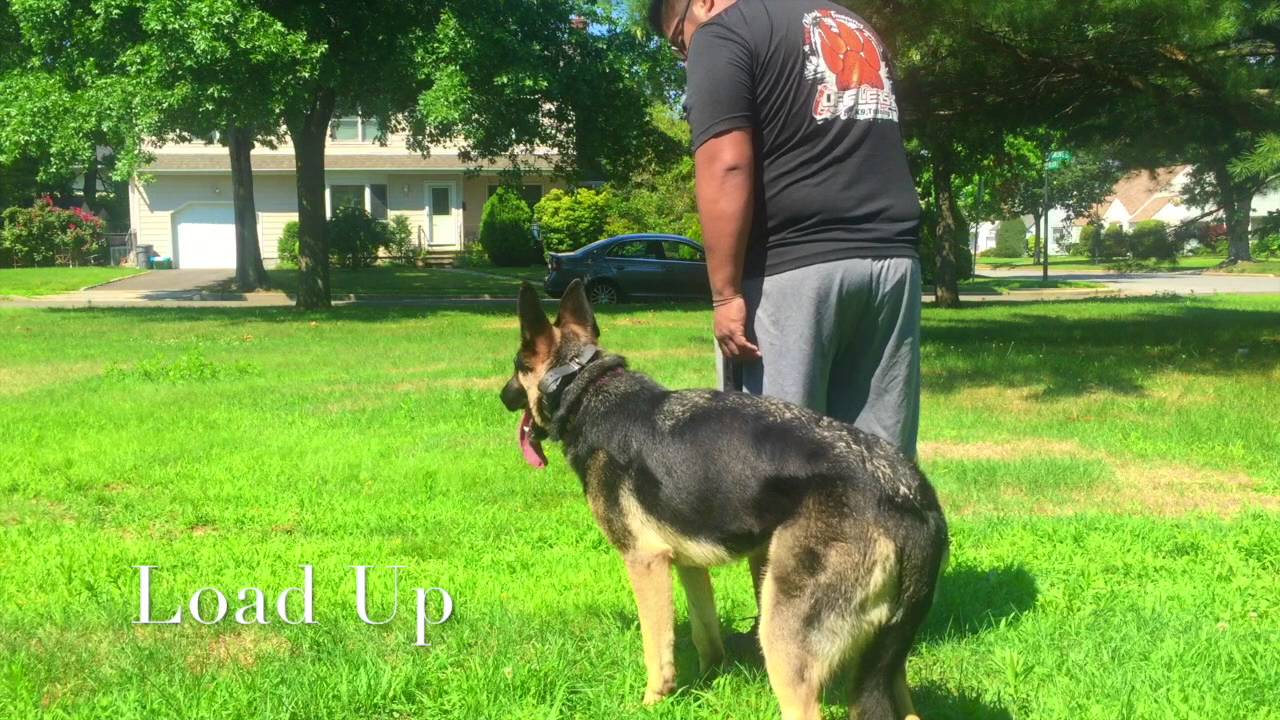 Dog Trainers On Long Island New York Dog Trainers On Long Island New York