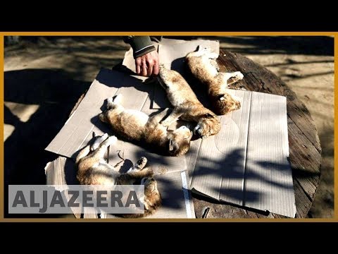 🇵🇸 Gaza: Four lion cubs die from cold weather day after birth | Al Jazeera English