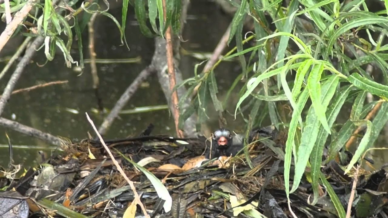 Little Grebe Chick Hatching