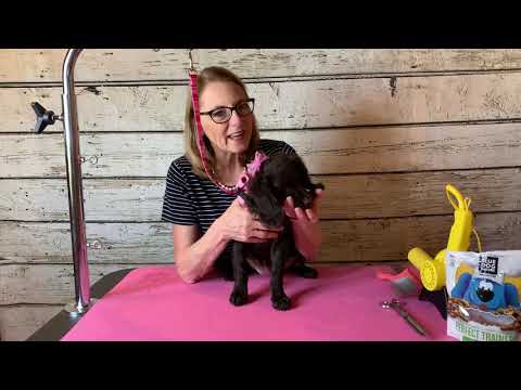 First time puppy grooming tips. Puppy visits are a great way to start. - video from Bardel Bows