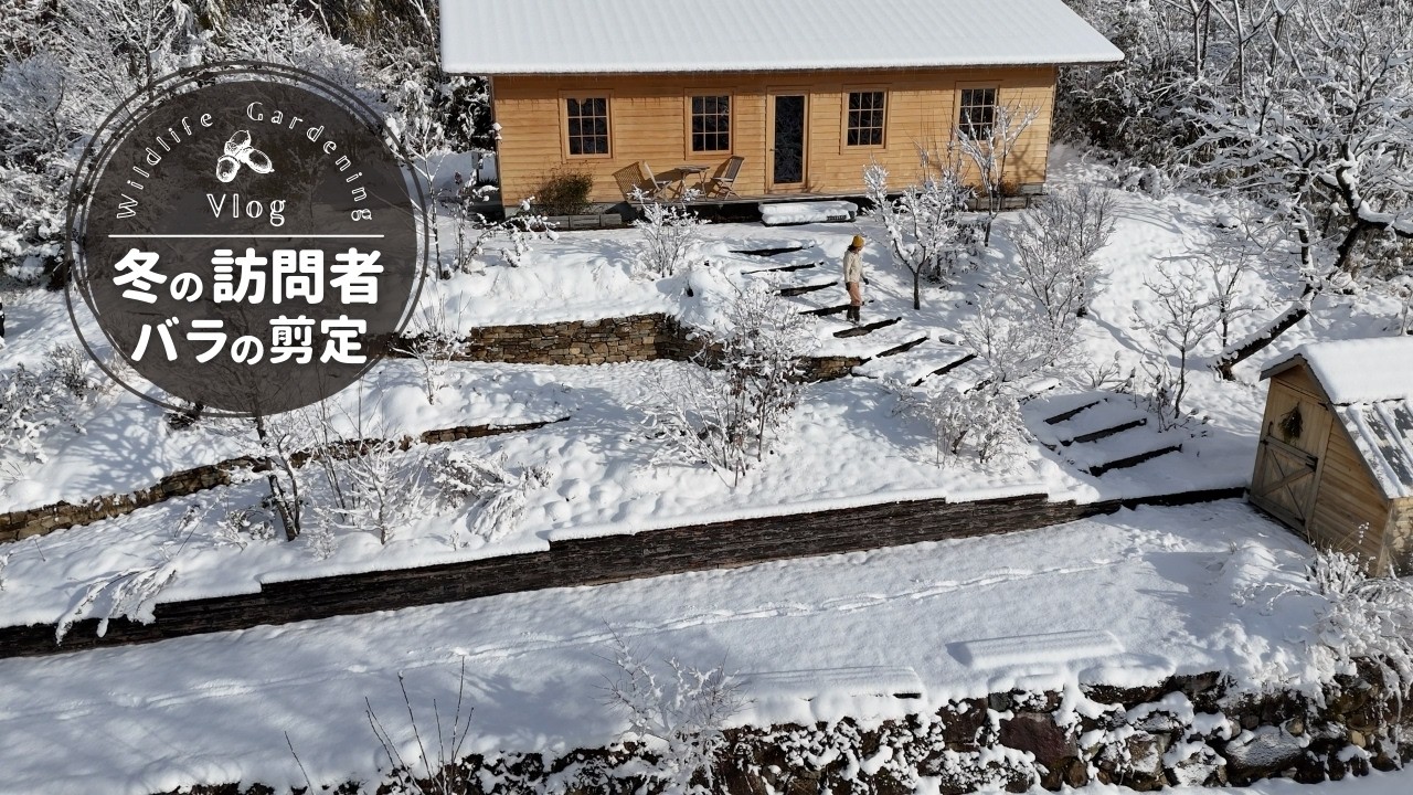 雪に包まれたお庭で野生動物さんの足跡を辿り、バラを剪定する冬のVlog☃️🌹