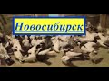 Бакинские голуби Кандикова Сергея в Новосибирске!