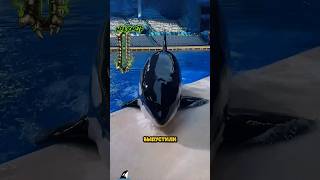 Смотрящий за ОКЕАНОМ: Косатка 🐋👔
