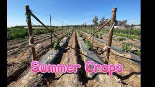 Summer Asian Crops in Fresno County (5/26/22). Beyond Bokchoy Farm