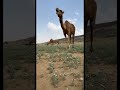 ربيع الساحل بني ذيب١٤٤٣