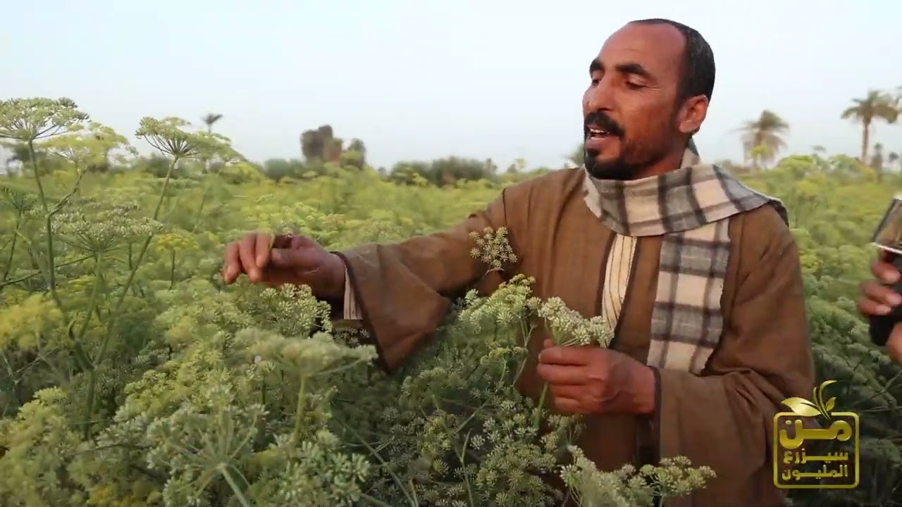 دراسة جدوى كاملة لزراعة نبات الشمر المذهل.. ربح الفدان يزيد عن 100 ألف جنيه 💪😍