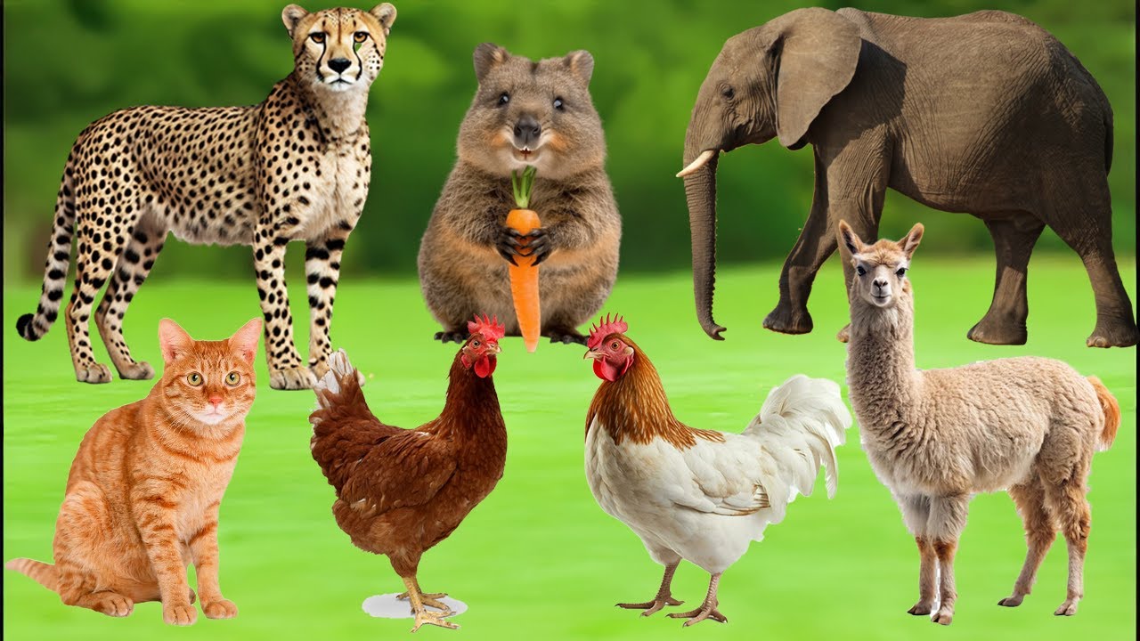 Animal Sounds: Discovering the Voices of Elephant, Alpaca, Chicken, Cheetah, Quokka, and Cat