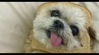 Funny  dog and cats new compilation 5