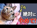 危険！！猫に絶対してはいけない7つのこと