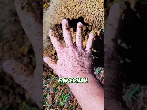 Ant Megacolony 😱
