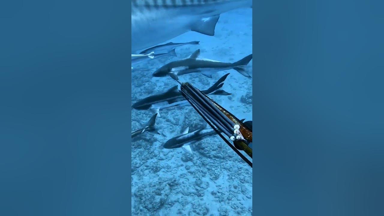 Shooting a big Cobia off a giant Tiger shark #shorts #shortsfeed #