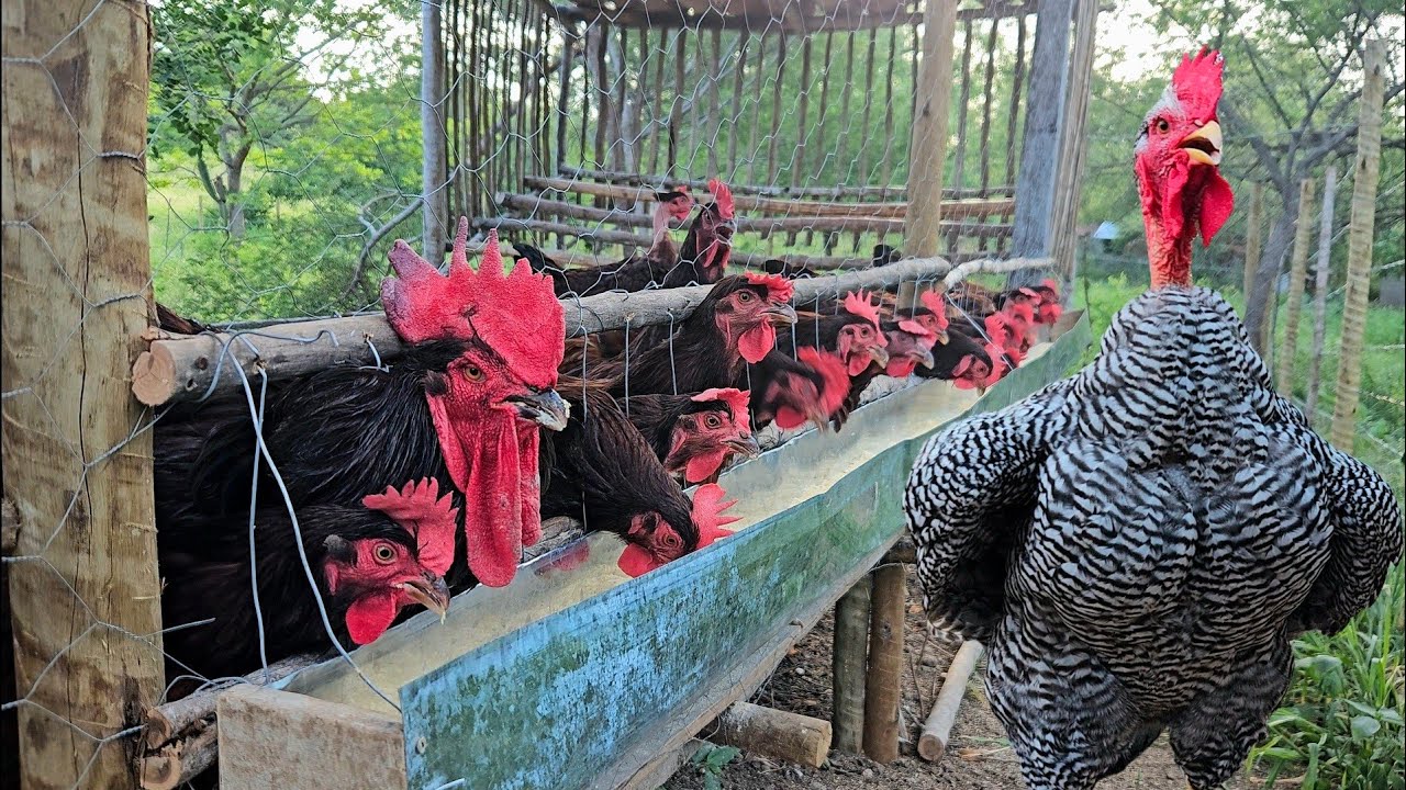Fiz um Comedouro de Metal para evitar desperdício - Passo a passo