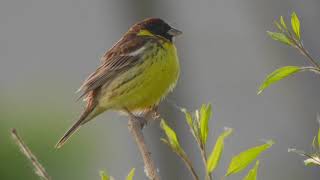 Yellow-breasted Bunting (Emberiza aureola)