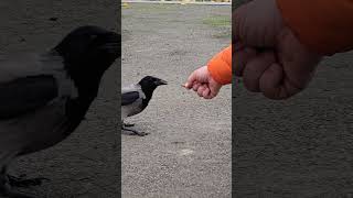 A Careful Hooded Crow Accepts a Treat 🐦‍⬛😍