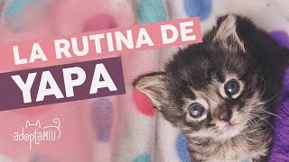 Cómo Cuidar a un Gatito Bebé de 4 Semanas