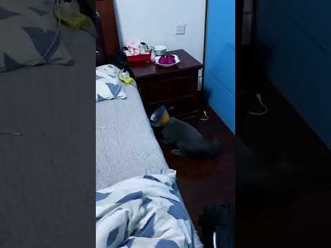 Funny animals!!! DON'T
