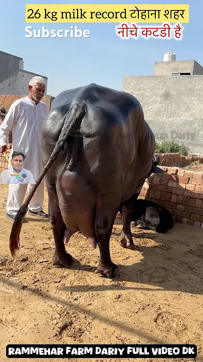 Would Top Murrah Buffalo #shortsvideo #farming #buffalow #viralvideo