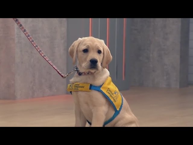 Volunteers Needed For To Raise Train Service Dogs
