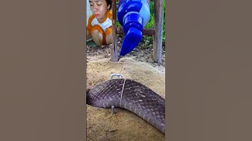 Đặt bẫy rắn độc lạ miền tây và cái kết không dính cả nhà ơi