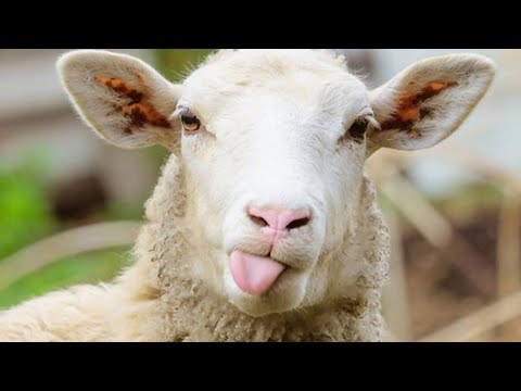 【科技狐】 神奇！羊能认出奥巴马，人脸识别神技堪比特工