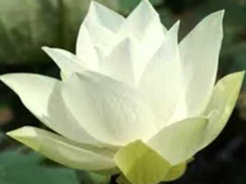 飄零的落花 Gone-with -the-wind - by Xena LCH #25