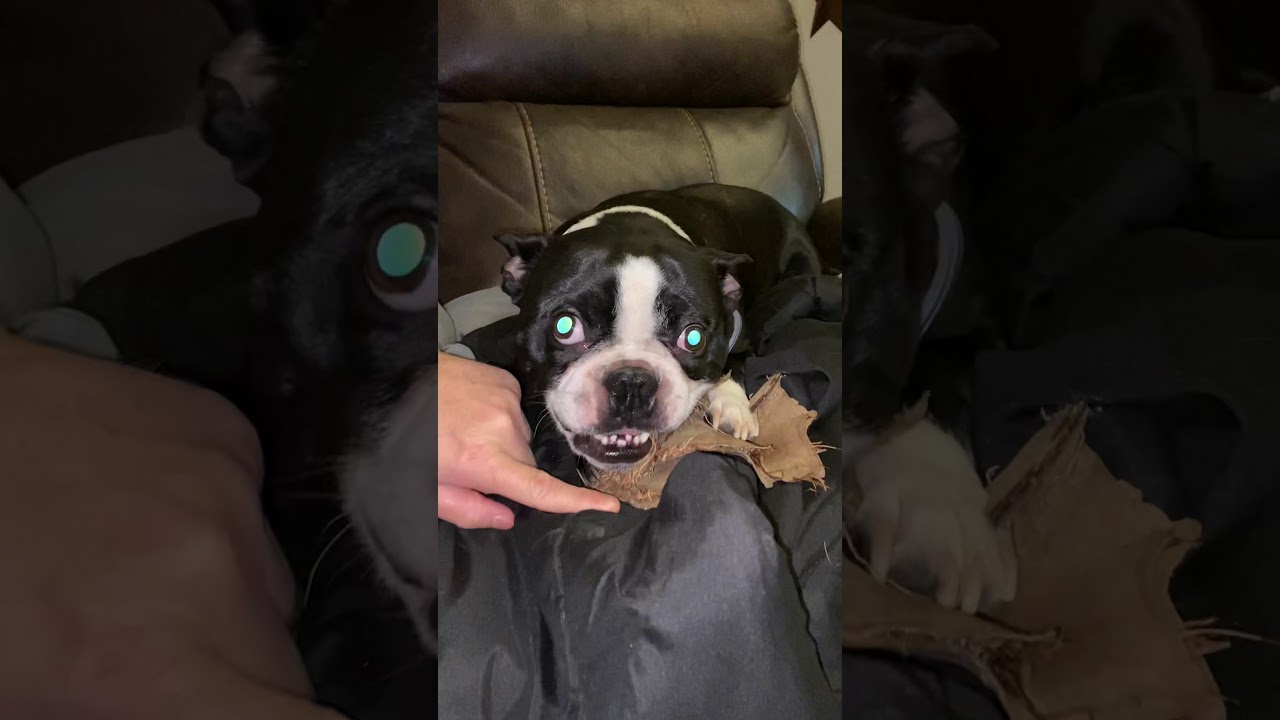 Do NOT Touch my Dog Toy! Kids Are TERRIFIED of this DOG! Burbling