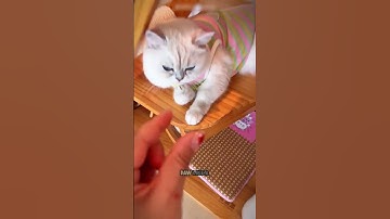 This Cat Thought He Could Hide His Pawprint ❤️