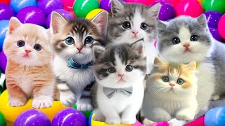 Anak Kucing Meong-Meong Si Meong Kucing Lucu Bermain Bola Populer Lagu Anak Anak Indonesia