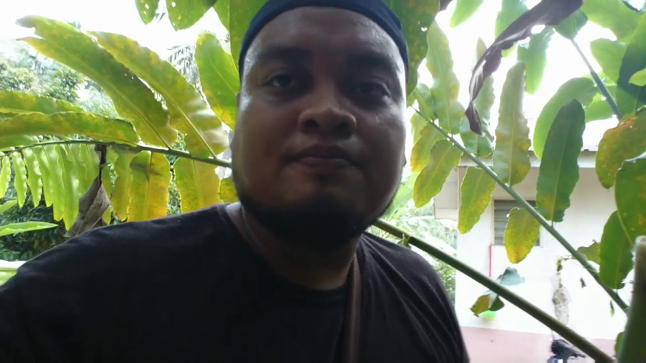 Cara penanaman pokok kantan 