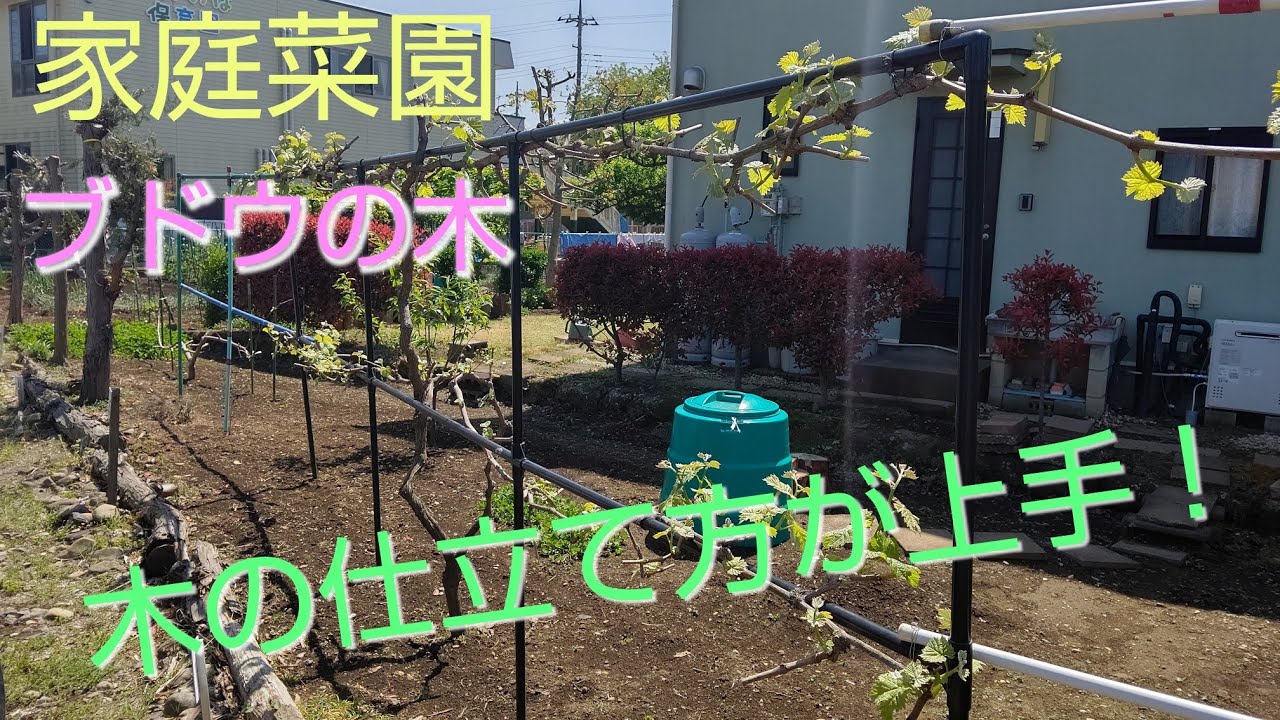 シャインマスカット 第５回 気になる近所の家庭菜園 ２件目 Youtube
