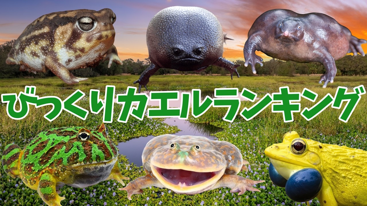 ARABIA アラビア フィンランド 蛙 カエル フィギュリン Astonishing!! Surprising Frog Ranking - YouTube
