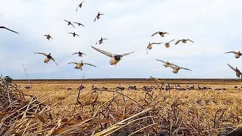 AFTERNOON FIELD DUCK HUNT! 3MAN LIMIT!