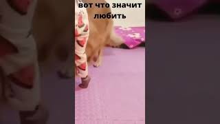 Собаки настоящие преданные друзья #shorts