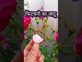 फिटकरी का जादू देखें सिर्फ़ दो दिनो मे इतने फूल आयेगे कि गिन नहीं पाओगे #gardening #trending