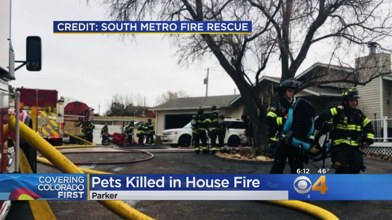 Family Dog & Snake Die In House Fire - YouTube