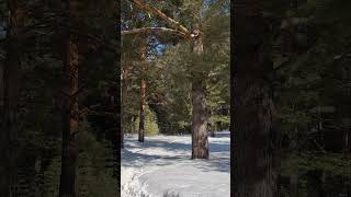зимний вайб от поездок в лес #отдых #лес #forest